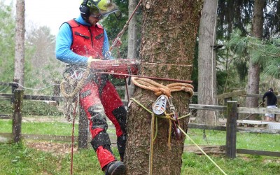 Corso abbattimenti controllati in tree climbing