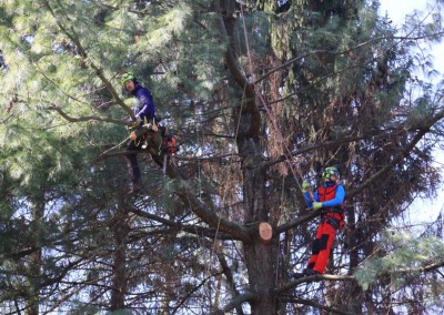corso-abbattimenti-controllati-tree-climbing3