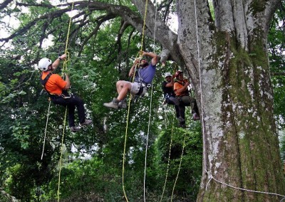corso-tree-climbing-x-vertical-2