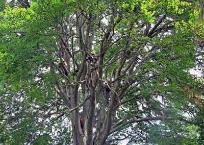 treeclimbing-xvertical-de-giacometti
